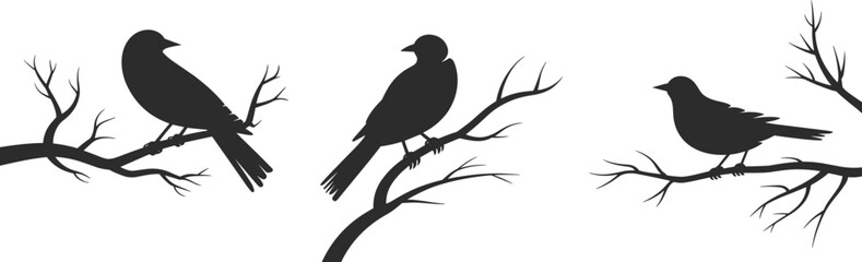 silhouette, of, three, birds, perched, on, bare, branches, black, and, white, vector, illustration, minimal, design, nature, wildlife, art, graphic, isolated, perched, bird, drawing, elegant