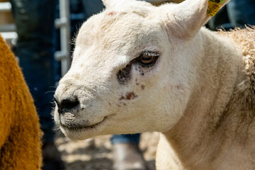 Texel sheep at the Meenacross Agricultural Show in Ireland