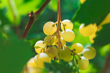 Bunch of ripe green grapes hanging from a vine. The grapes are illuminated by bright sunlight,...