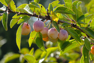 Mirabelle, Prunus domestica subsp. Syriaca, Früchte