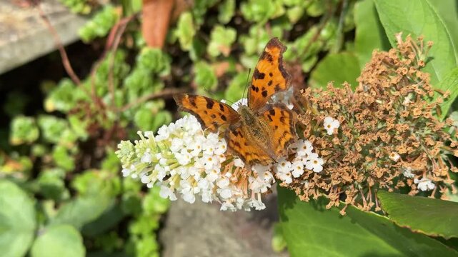 comma butterfly on a buddleia flower in the garden 4k