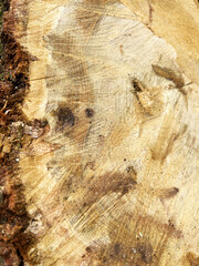 切り株のアップ