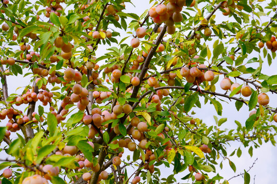 Mirabelle, Prunus domestica subsp. Syriaca, Fr&uuml;chte