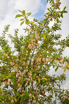 Mirabelle, Prunus domestica subsp. Syriaca, Fr&uuml;chte