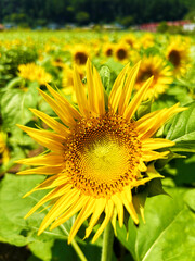 色鮮やかなヒマワリ畑