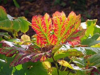 Rodgersia tabularis autumn leaf with vivid red, orange, and green coloration, close-up of large textured foliage in seasonal transformation, ornamental perennial for bold garden accents