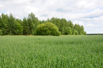 Green field and forest under a cloudy sky nature background