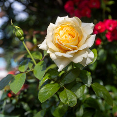 Rosa foetida, known by several common names, including Austrian briar, Persian yellow rose, and Austrian copper rose, is a species of rose,