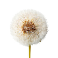 Fototapeta premium Fluffy dandelion seed head, close-up, white background, studio shot, nature detail