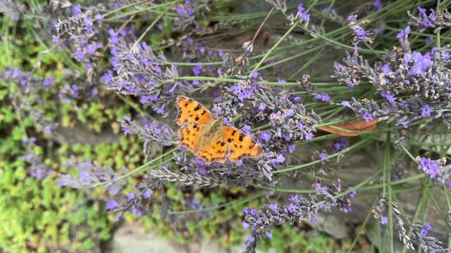 comma butterfly on lavender flowers wildlife animal