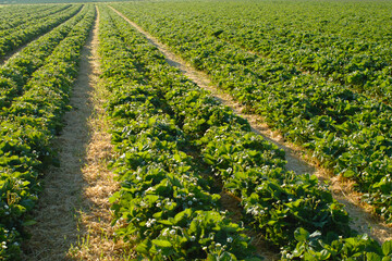 Erdbeere, Erdbeerplantage, Anbau