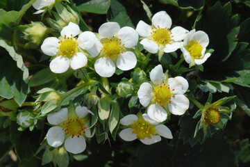Obraz premium Erdbeere, Blüte