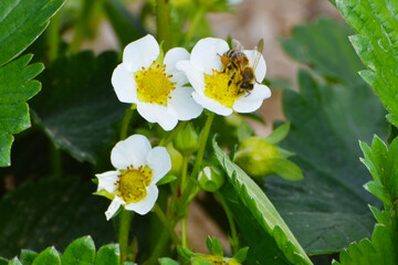 Erdbeere, Erdbeerreihen,  Blüte