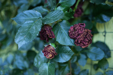 Wilted Roses in home garden. Faded Flowers Close-Up