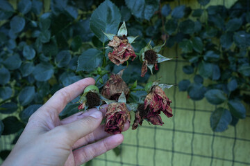 Wilted Roses in home garden. Faded Flowers Close-Up