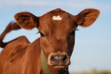 Close-up of a brown calf with a white spot on its forehead, wearing a green collar, against a clear...