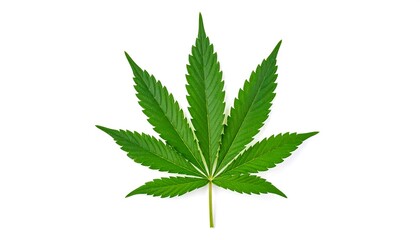 Close-up of a vibrant green marijuana leaf.
