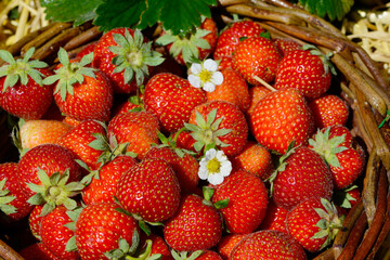 Erdbeere, Fragaria x ananassa, reife Früchte