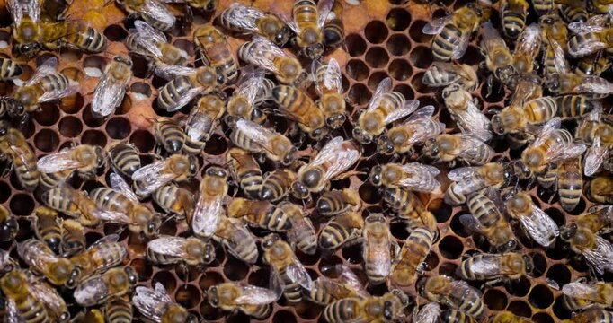 Queen bee and Honey Bees working on honeycomb close-up shot. Bees are best known to humans for their ecological roles as pollinators