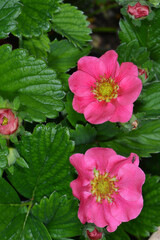 Erdbeere, Bl&uuml;te