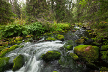 Klarer Gebirgsbach im Wald des Nationalpark Fulufj&auml;llet in Schweden.
