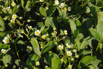 Erdbeere, Erdbeerreihen,  Blüte