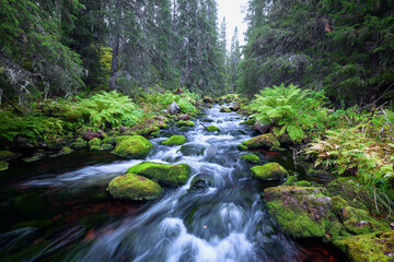 Klarer Gebirgsbach im Wald des Nationalpark Fulufjället in Schweden.