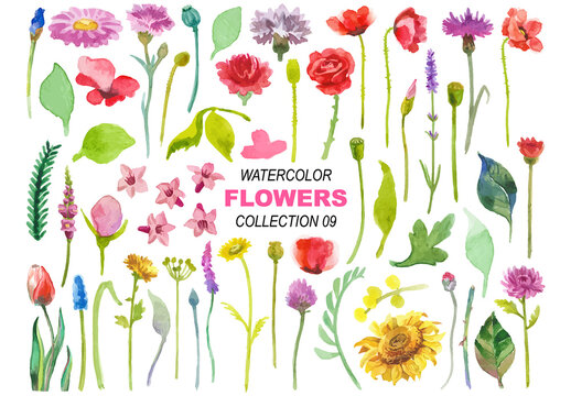 Watercolor painted collection of flowers. Hand drawn flower design elements isolated on white background.