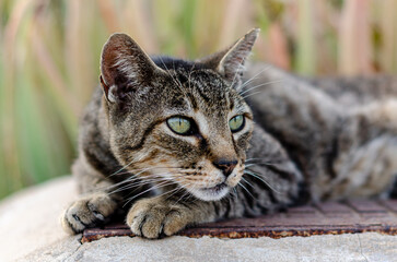 The sweet, cute lying cat