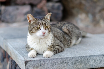 The sweet, cute lying cat