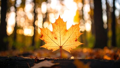 Glowing Golden Maple Leaf in Autumn Forest Sunset