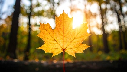 Golden Maple Leaf Backlit by Autumn Sunset in Forest