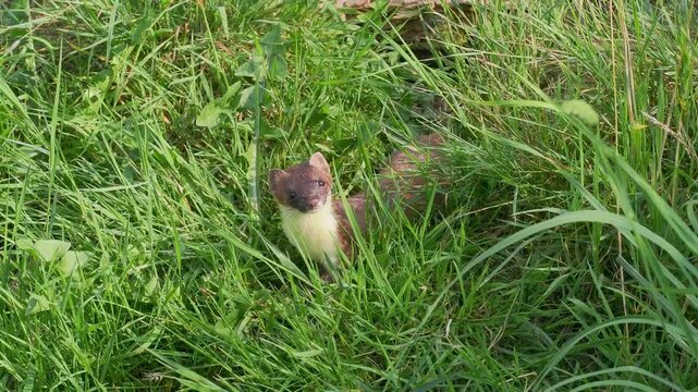 Stoat in the Grass