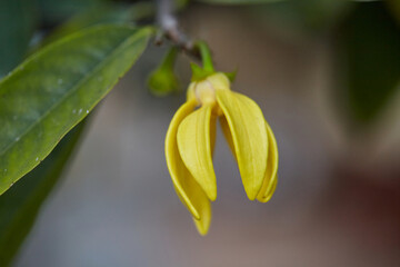 Close-up view of yellow climbing Ylang-ylang flower blooming on branch
