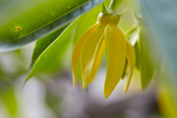 Close-up view of yellow climbing Ylang-ylang flower blooming on branch