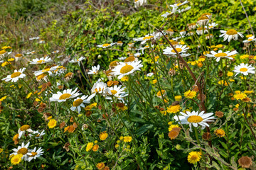 Wild Seaside Flowers