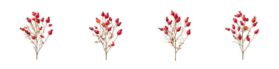 Four individual bunches of vibrant red and orange rose hips on dried stems are visible against a black backdrop isolate