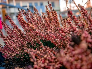 focus on clear, descriptive terms. the type of flower, its color, and any unique characteristics