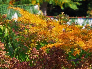 Amsonia hubrichtii – Arkansas blue star ornamental perennial with fine thread-like foliage, golden autumn color, garden landscape plant for borders and decorative plantings
