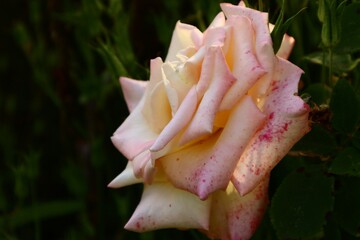 focus on clear, descriptive terms. the type of flower, its color, and any unique characteristics