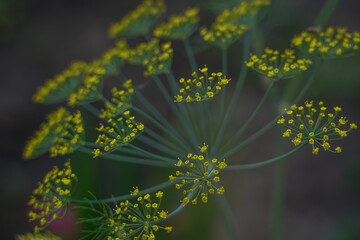 Close-up of blooming dill flowers with delicate yellow umbels against a dark blurred background in...
