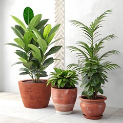 Obraz premium Potted cactus plant with green leaves and brown flowerpot in natural home garden setting