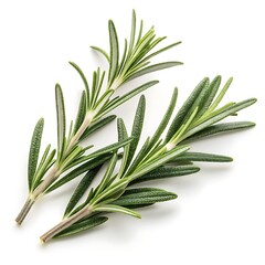 Fototapeta premium Fresh rosemary sprigs isolated on white background isolated on transparent background silhouette