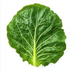 Сlose-up single cabbage leaf with detailed texture. Isolated on white background