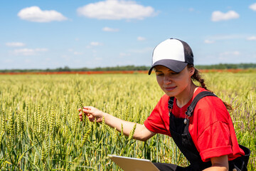 Young woman inspecting green cereal crop ears using digital tablet in organic farm field