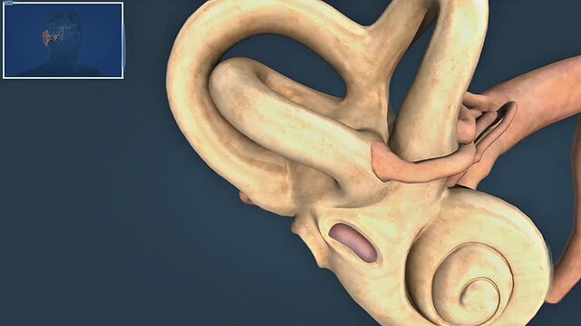 Functions of utricle and saccule of inner ear