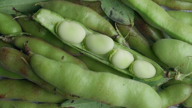 Fresh broad bean pods rotating in close-up view. Green fava beans inside open pods turning slowly, perfect for agricultural, organic food, and healthy eating concepts
