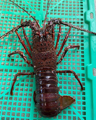 This picture shows a lobster on a basket.