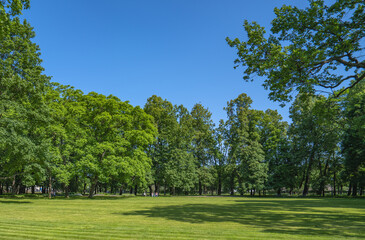 trees in the park