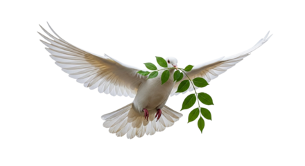 White dove with olive branch flying isolated on transparent background
